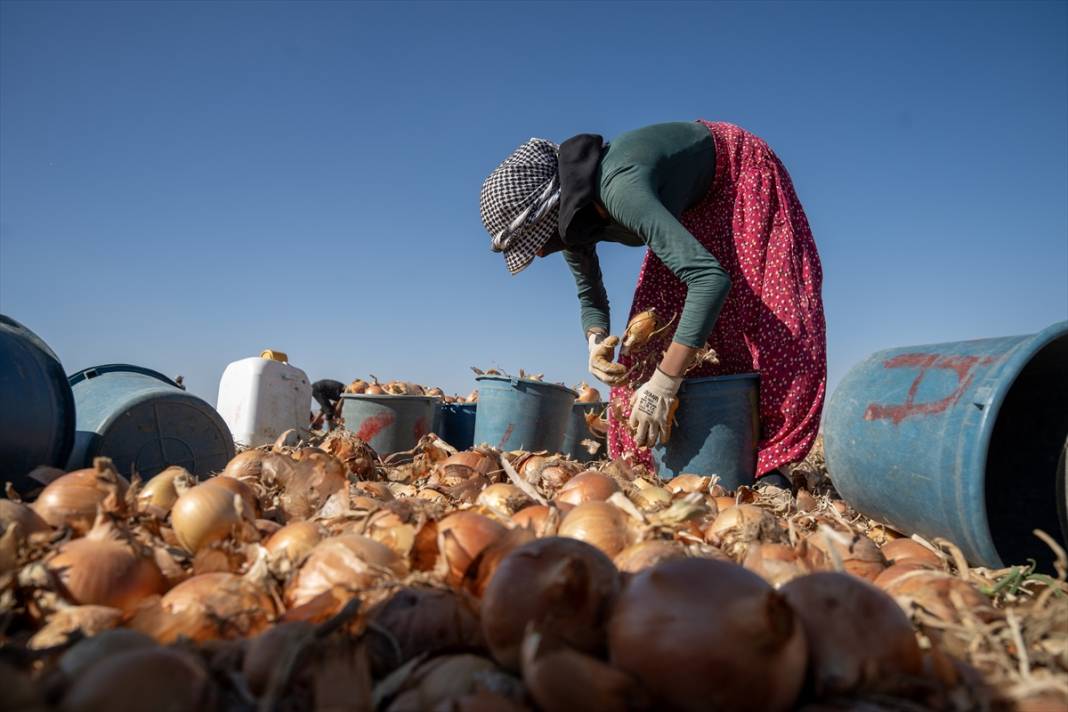 Konya Ovası’nda tablo gibi hasat 21